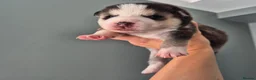 Pomsky dogs for sale: Pomsky puppies from Health tested parents - Advert 1