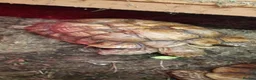 Tortoise reptiles for sale: Trio of sulcata tortoises  - Advert 3