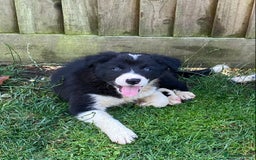 Border Collie dogs for sale: Border collie puppies  - Image 2