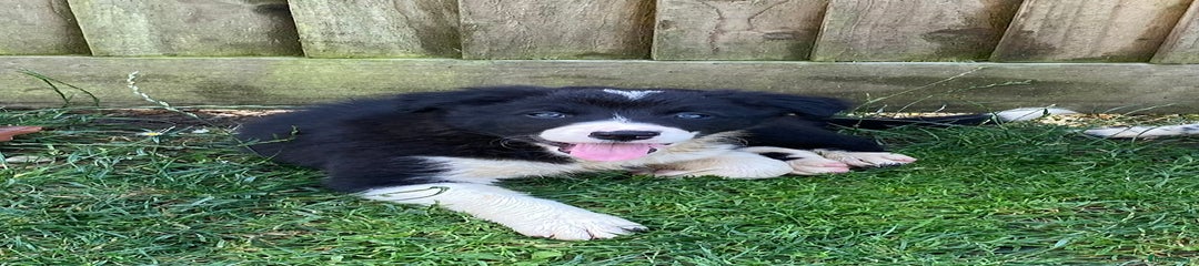 Border Collie Puppy 2