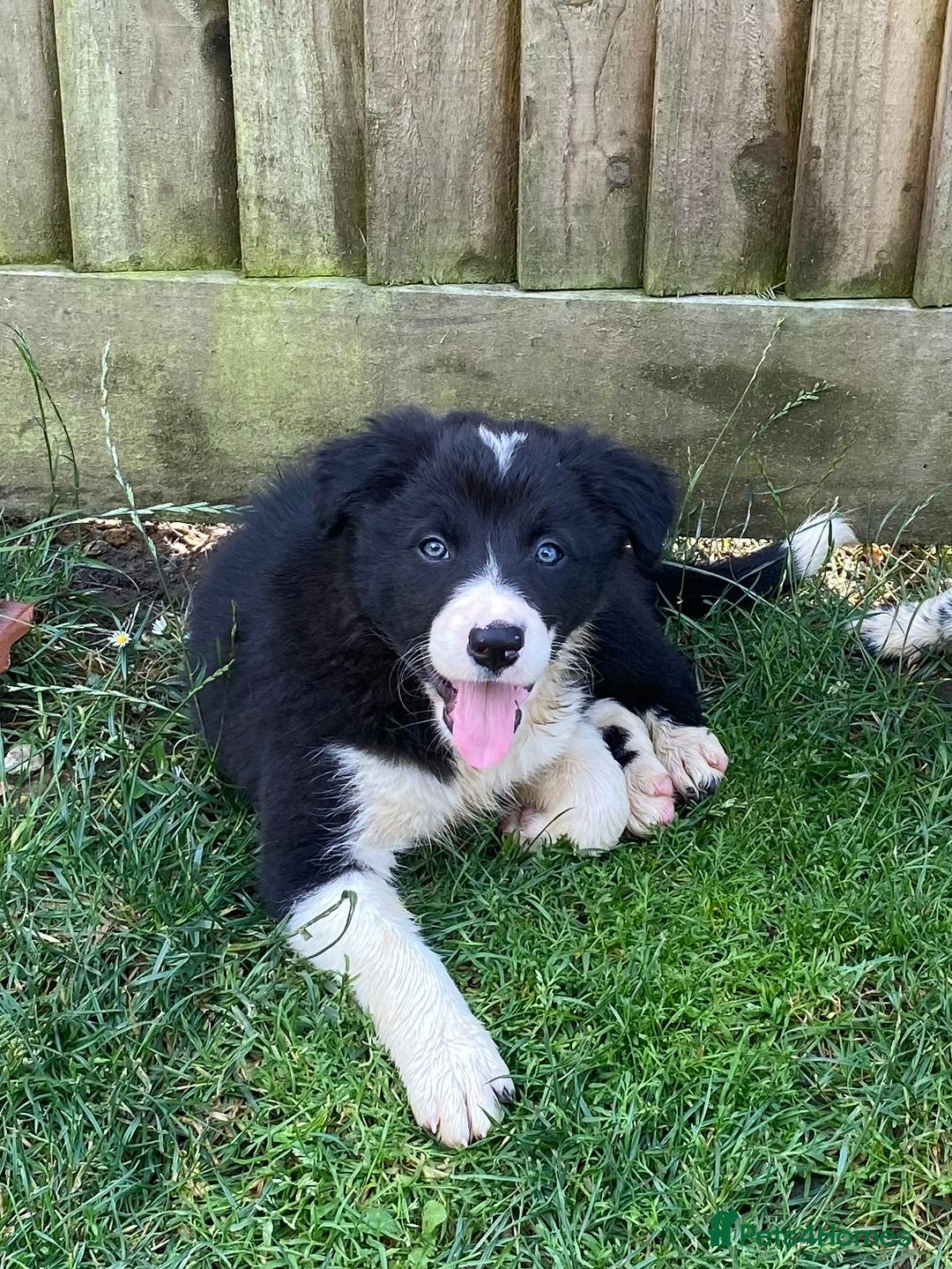 Border Collie dogs for sale: Border collie puppies  - Image 2