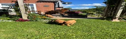 Labrador Retriever dogs for sale: KC Registered Fox red Labrador puppies in Newtown - Advert 21