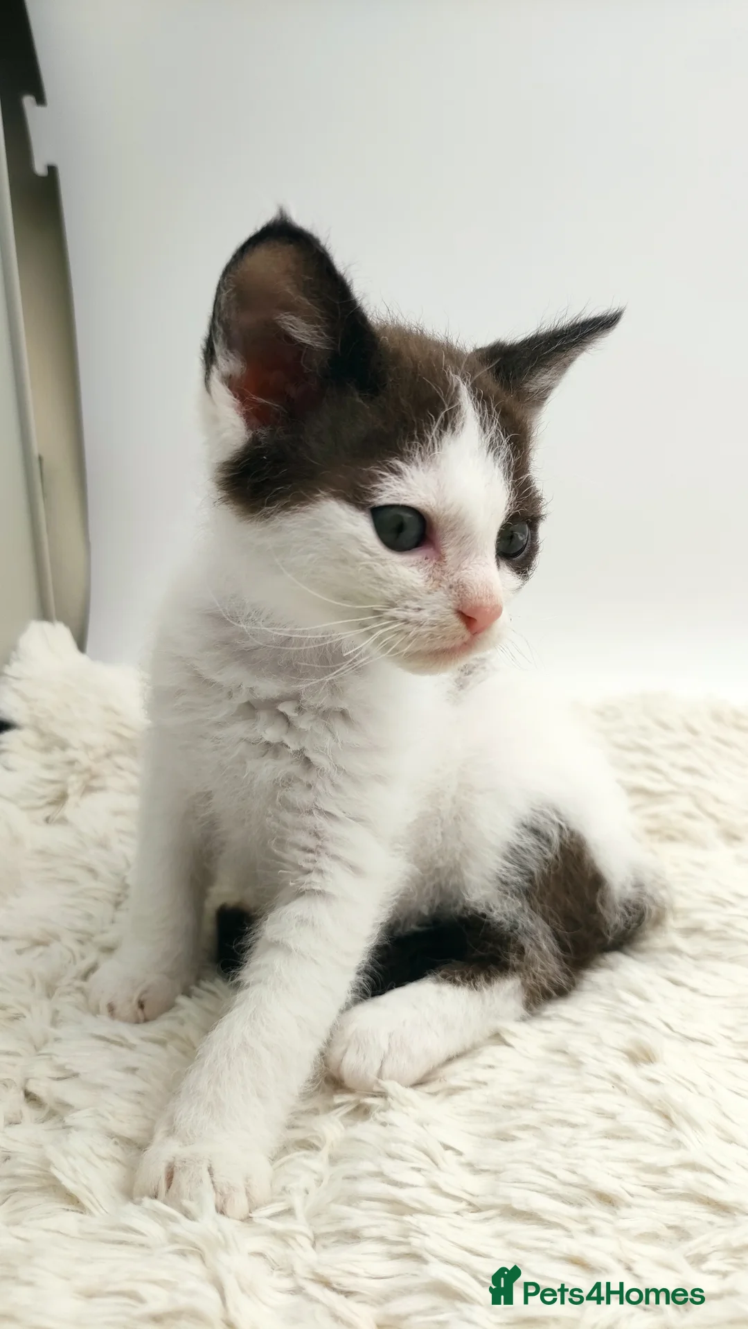 LaPerm cats for sale: Curly LaPerm kittens GCCF reg  - Advert 8