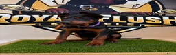 Chinese Red Dog dogs for sale: ( 1 GIRL LEFT  ) Chinese red dog  ( READY TO GO ) - Advert 13
