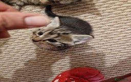 European cats for sale: 4 adorable healthy kittens - Image 6
