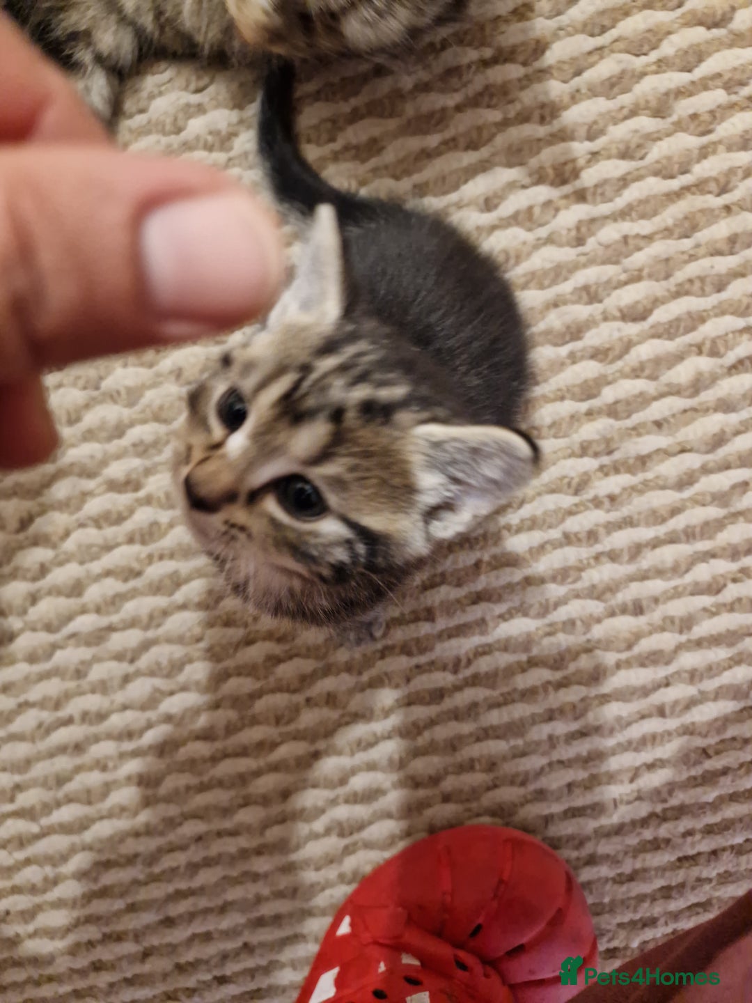 European cats for sale: 4 adorable healthy kittens - Image 6