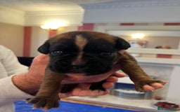 Boxer dogs for sale: Boxer Puppies from Health Testd Parents  - Image 7