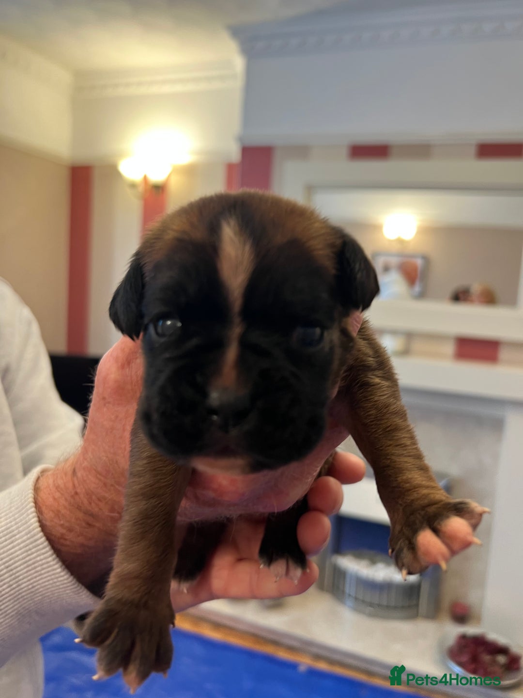 Boxer dogs for sale: Boxer Puppies from Health Testd Parents  - Image 7