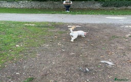 Cockapoo dogs for sale: Cockapoo - Image 11