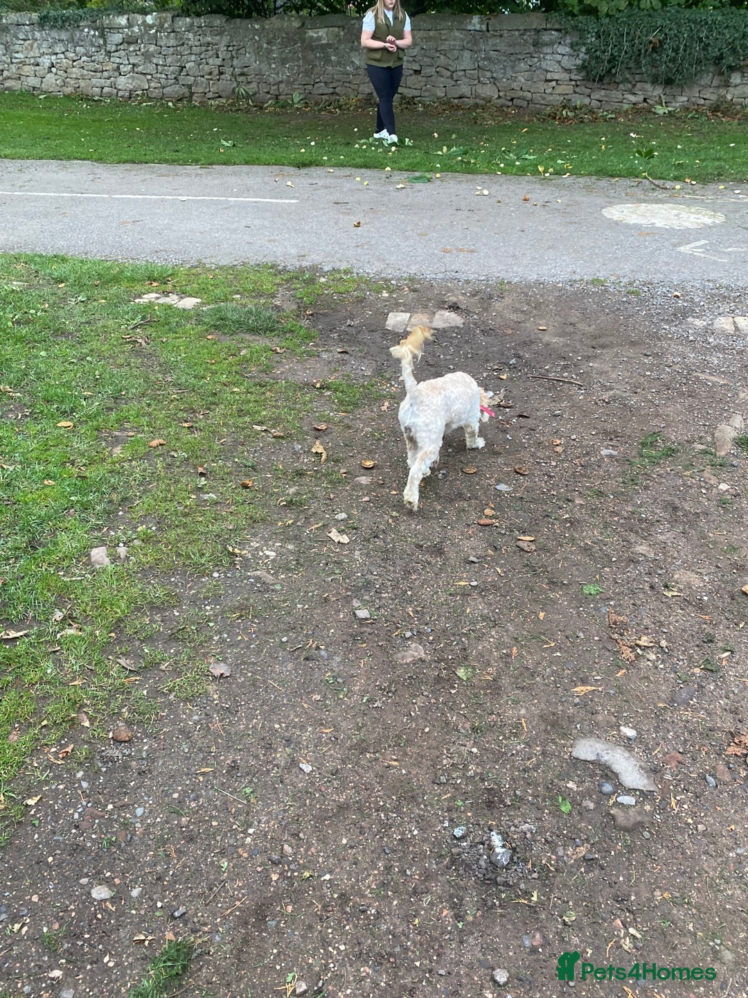 Cockapoo dogs for sale: Cockapoo - Image 11