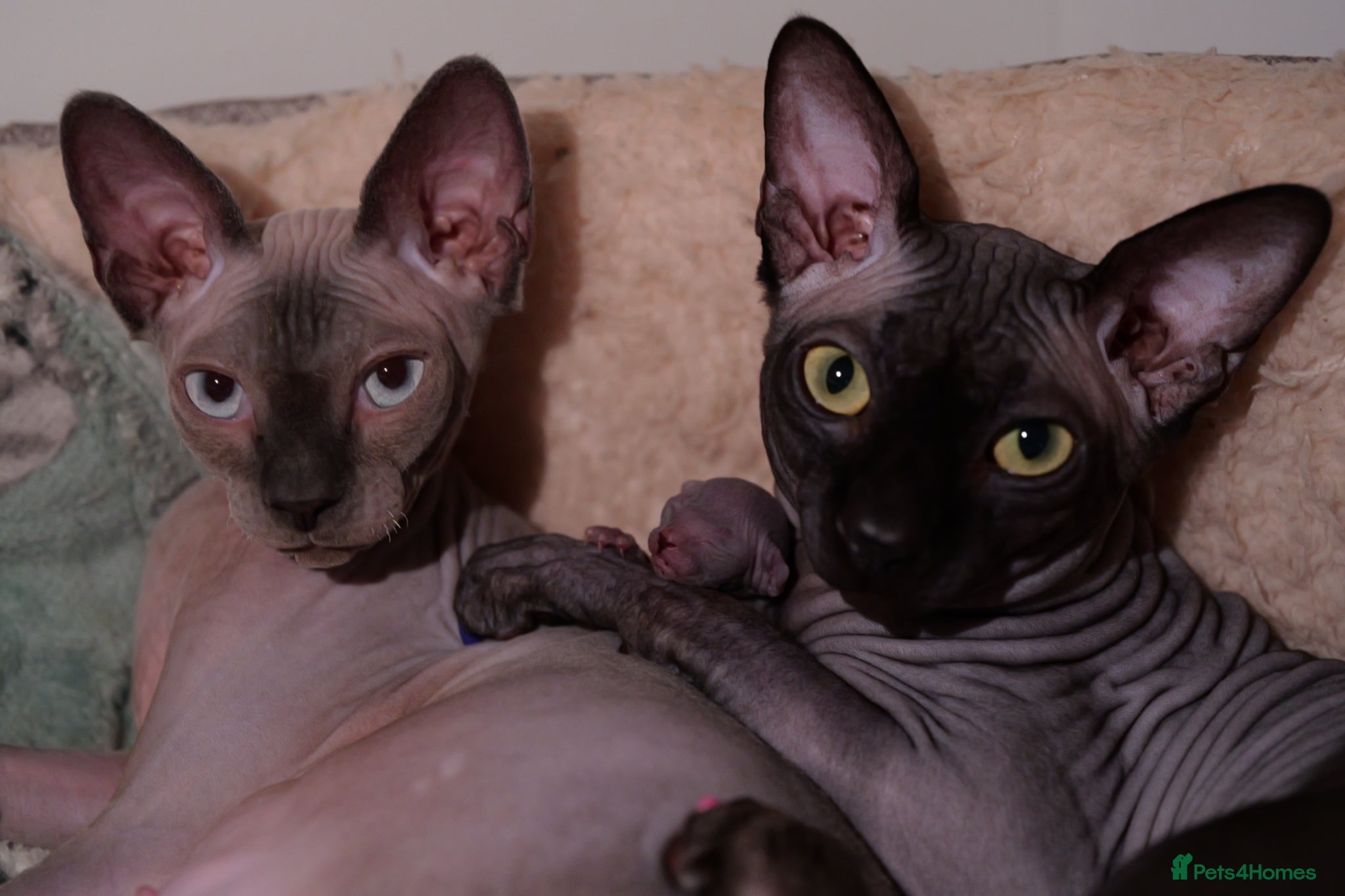 Sphynx cats Beautiful Sphynx Kittens - Advert 2