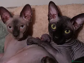 Sphynx cats Beautiful Sphynx Kittens - Advert 4