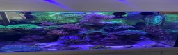 Goldfish fish for sale: reef marine fish tank  - Advert 24