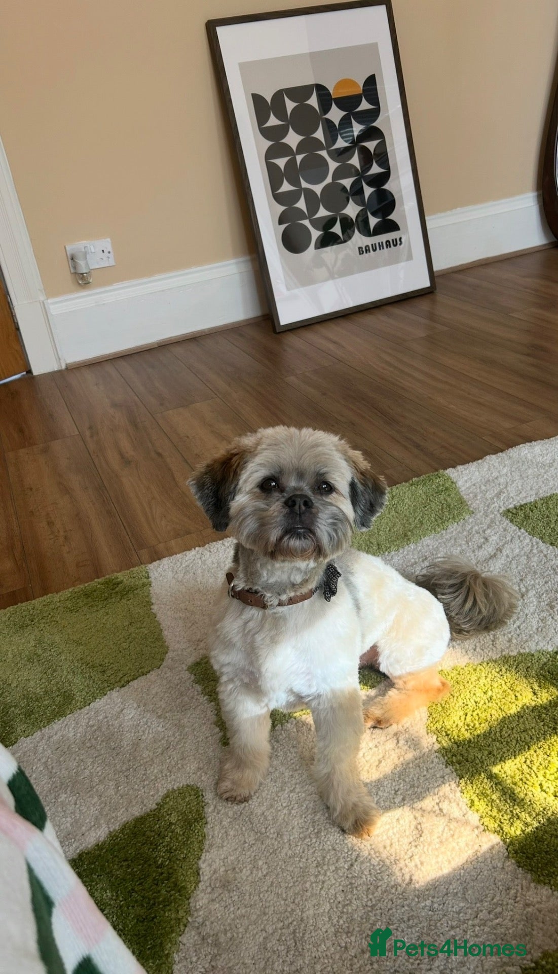 Lhasa Apso dogs Lhasa Apso KC Registered Stud  - Advert 3