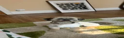 Lhasa Apso dogs for stud: Lhasa Apso KC Registered Stud  - Advert 1