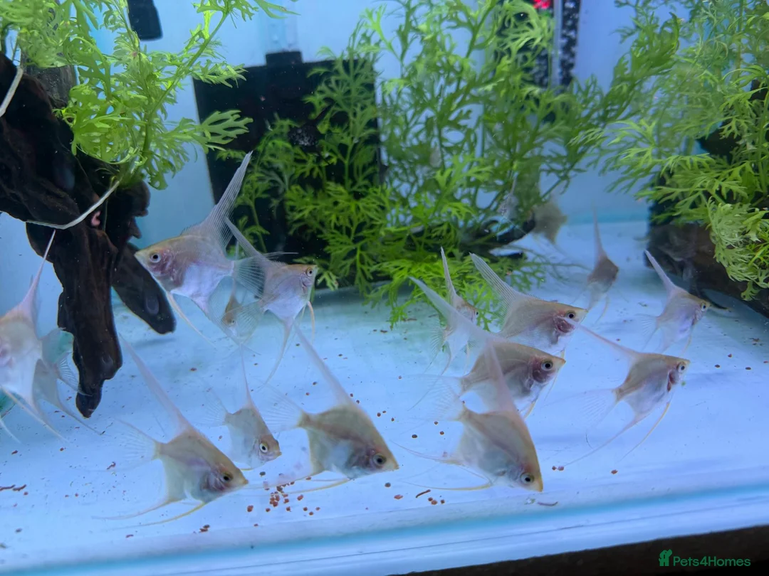 Angelfish fish for sale: LONG FIN GOLDEN ANGELS - Advert 1