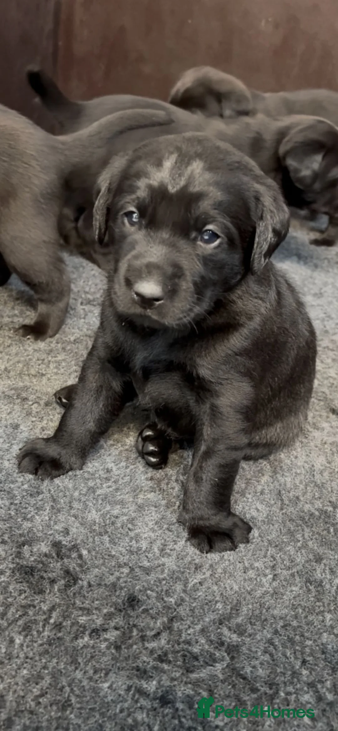 Labrador Retriever dogs for sale: Outstanding Labrador Pups - Advert 6
