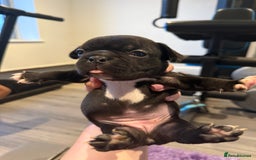 Mixed Breed dogs for sale: Frenchtons - Boston Terrier x Frenchie - Image 18