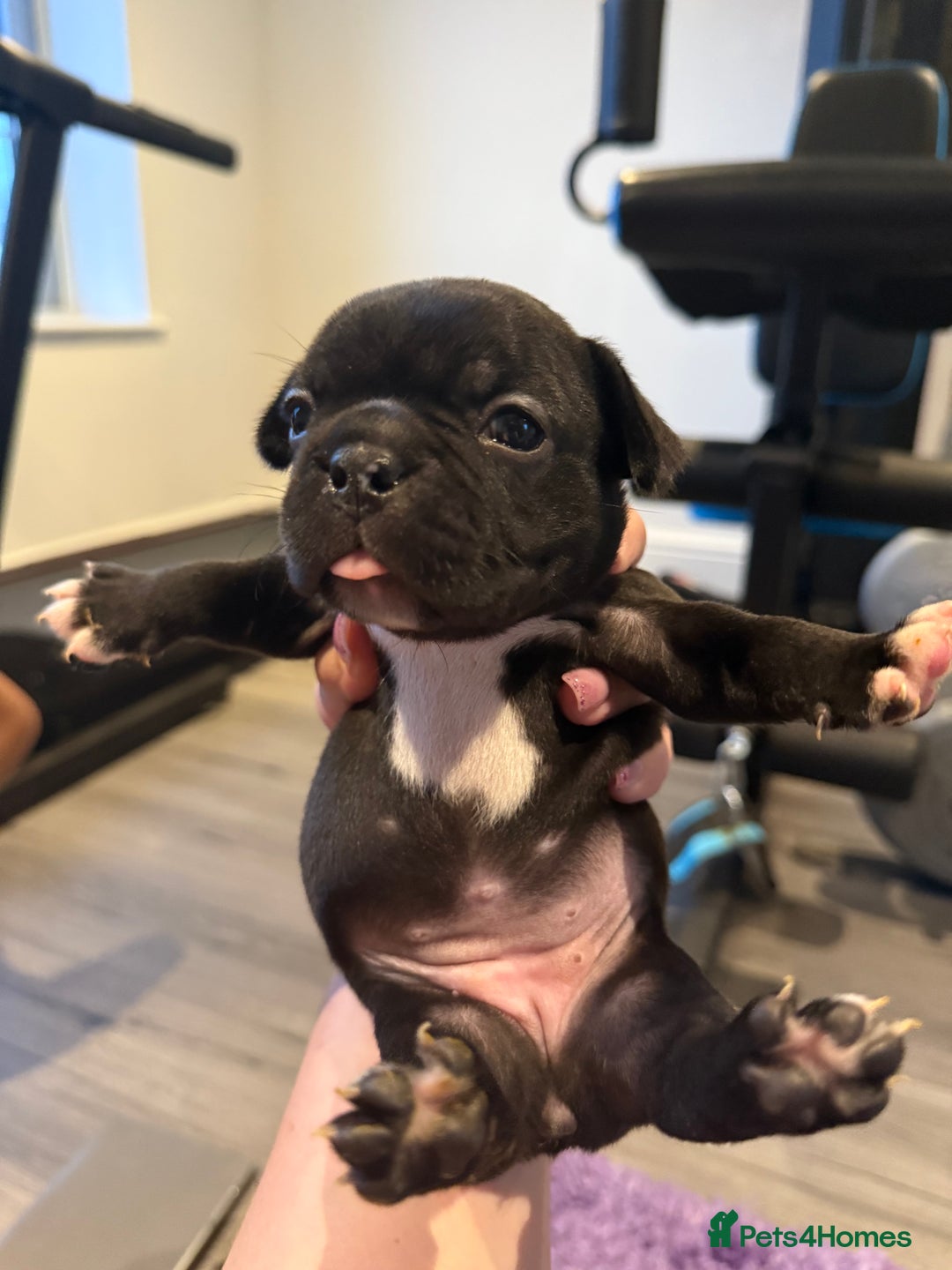 Mixed Breed dogs for sale: Frenchtons - Boston Terrier x Frenchie - Image 18