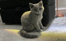 British Shorthair cats for sale: Male British Shorthair kitten 6 month old  - Image 17