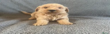 Labradoodle 3