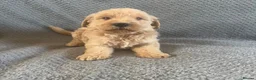 Labradoodle dogs for sale: Labradoodle Puppies  in Market Drayton - Advert 2