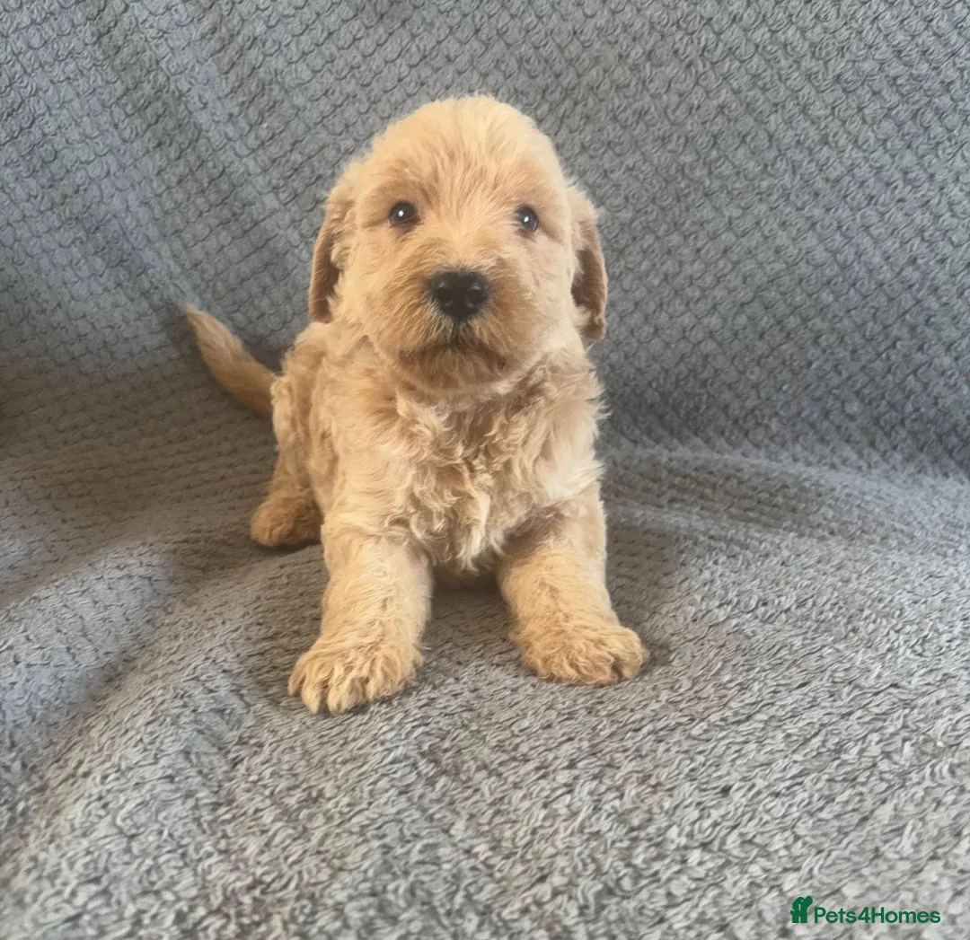 Labradoodle dogs for sale: Labradoodle Puppies  in Market Drayton - Advert 2