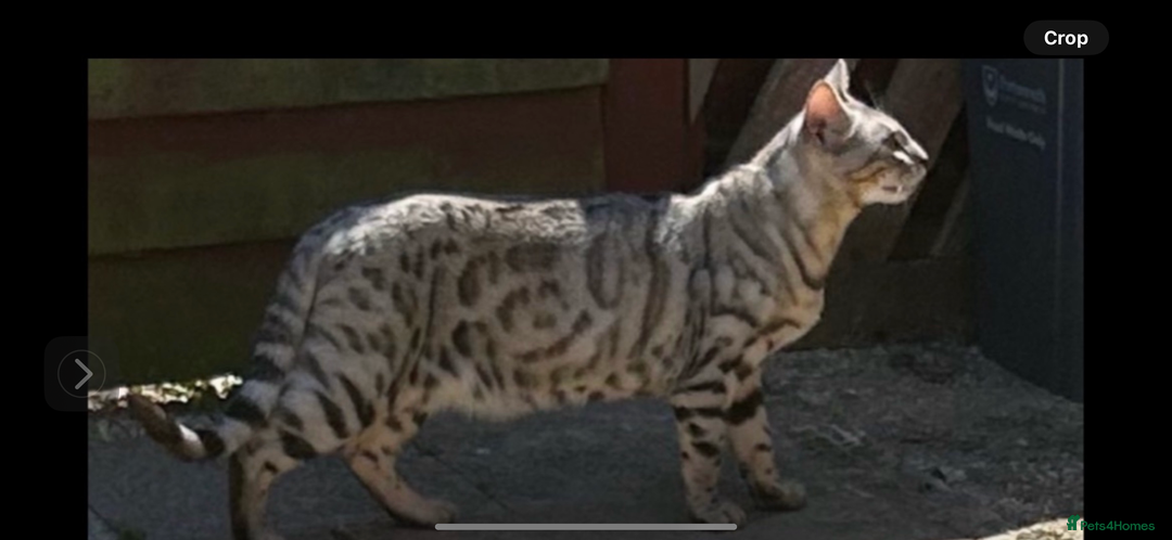 Bengal cats for sale: 🩶 BENGAL 🔥 KITTENS 🤍 TICA REGISTERED  - Advert 10