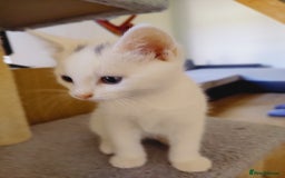 Domestic Shorthair cats for sale: Two female kittens looking for their forever homes - Image 19