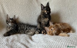 Maine Coon cats for sale: GCCF Maine Coon Kittens-Champion and Russian lines in Swindon - Image 1