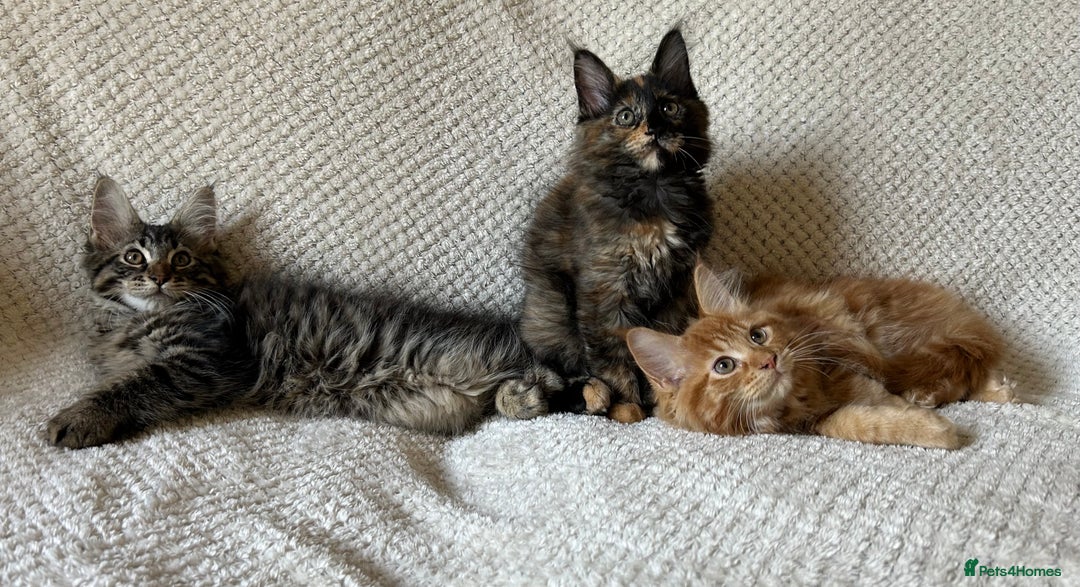 Maine Coon cats for sale: GCCF Maine Coon Kittens-Champion and Russian lines in Swindon - Image 1