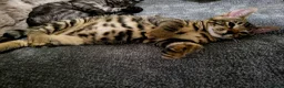 Bengal cats for sale: Bengal kittens - Advert 10
