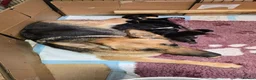 German Shepherd dogs for sale: Top Quality GSD (Alsatian) Pups For Sale - Advert 17