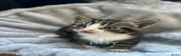 Mixed Breed cats for sale: 3 Beautiful Kittens 1 Grey 2 Tabby Ready for Home in London - Advert 7