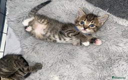 Bengal cats for sale: Litter of five stunning bengal/tabby mix kittens  - Image 3