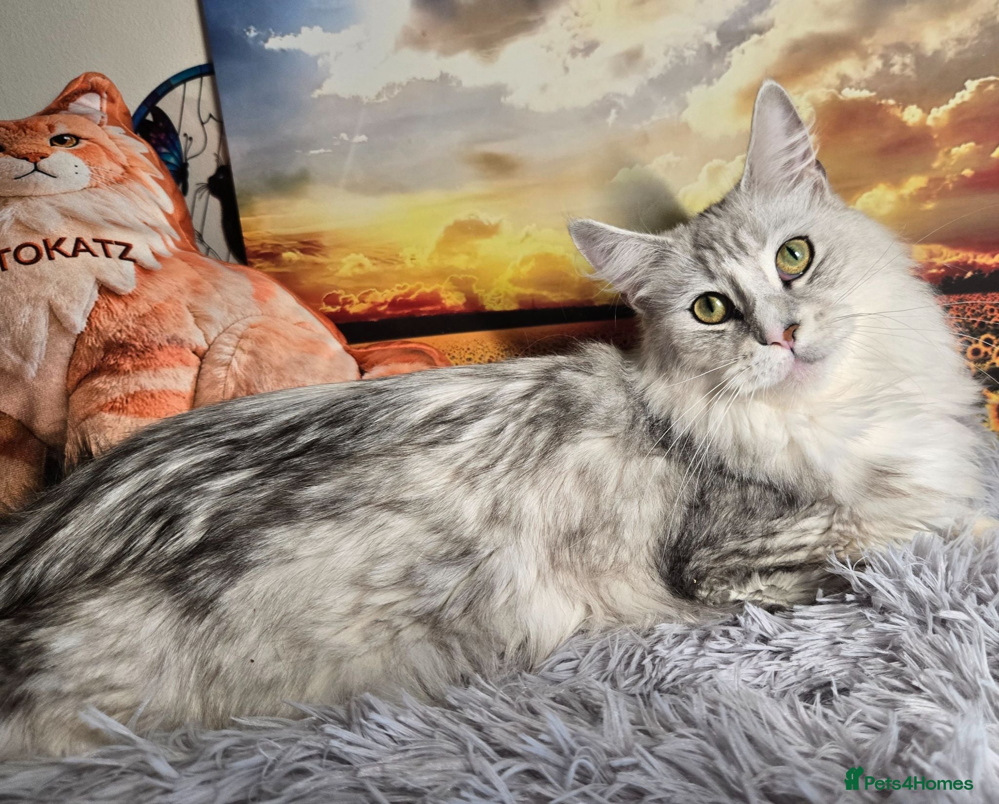 Maine Coon cats Ready now Silver with white Maine Coon kittens - Advert 2