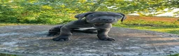 Cane Corso dogs for sale: Cane  Corso 15 month old female for sale  - Advert 5