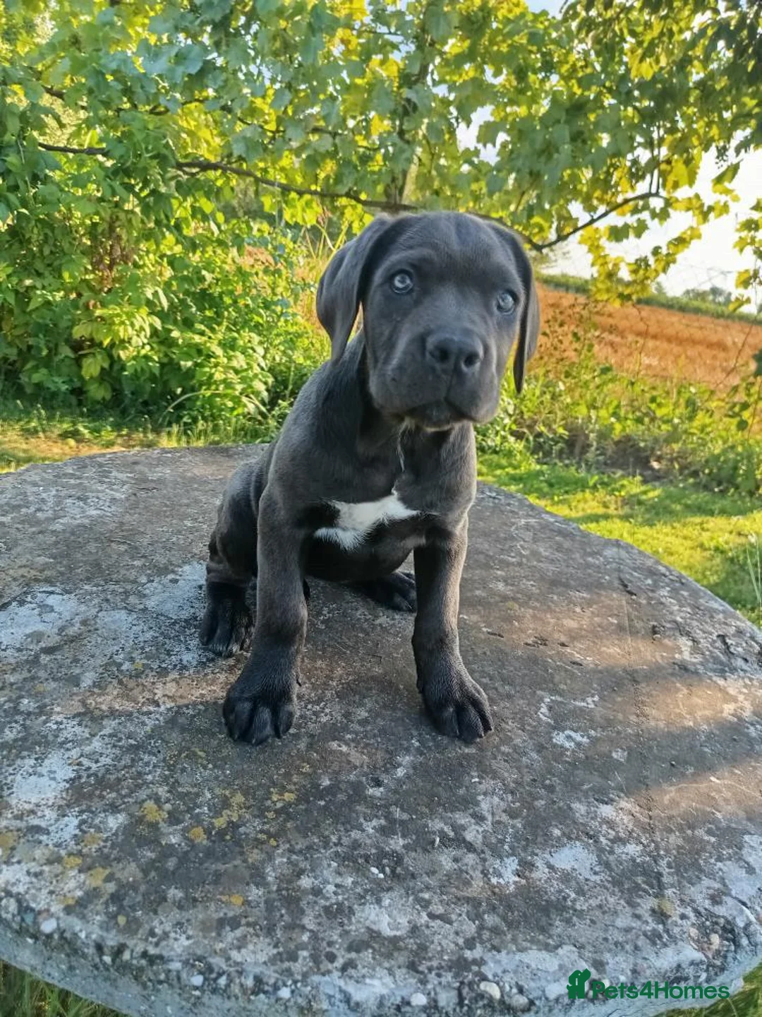 Cane Corso dogs for sale: Cane  Corso 15 month old female for sale  - Advert 5