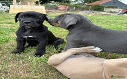Cane Corso dogs for sale: Beautiful cane Corso puppies  - Image 32