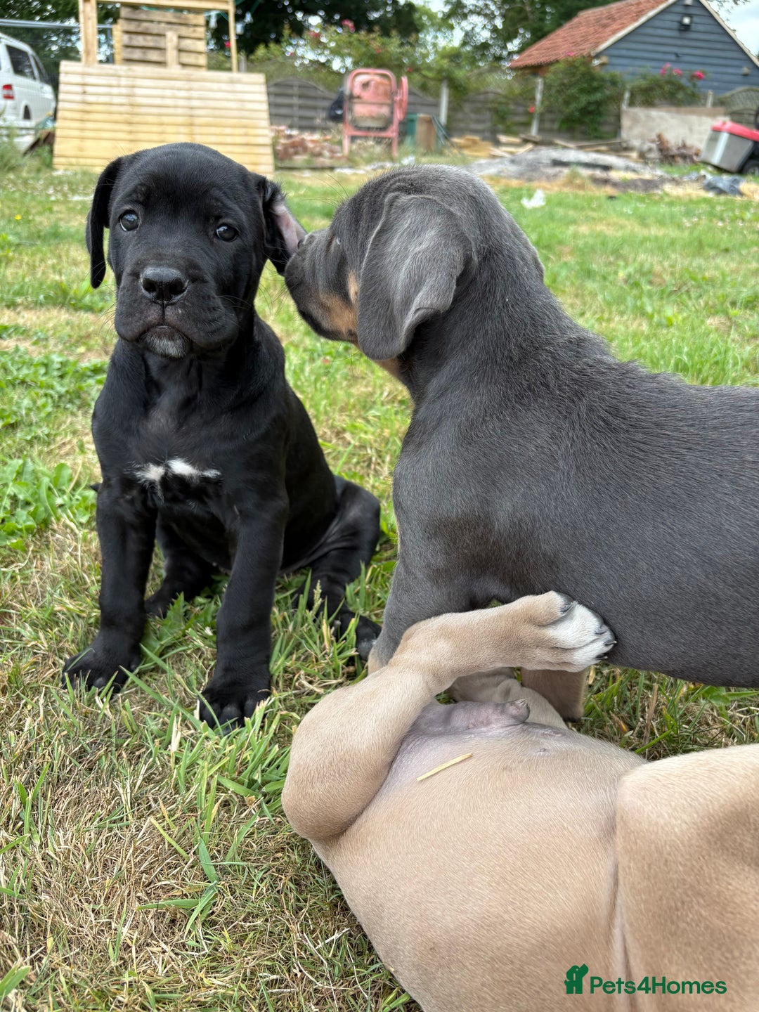 Cane Corso dogs for sale: Beautiful cane Corso puppies  - Image 32