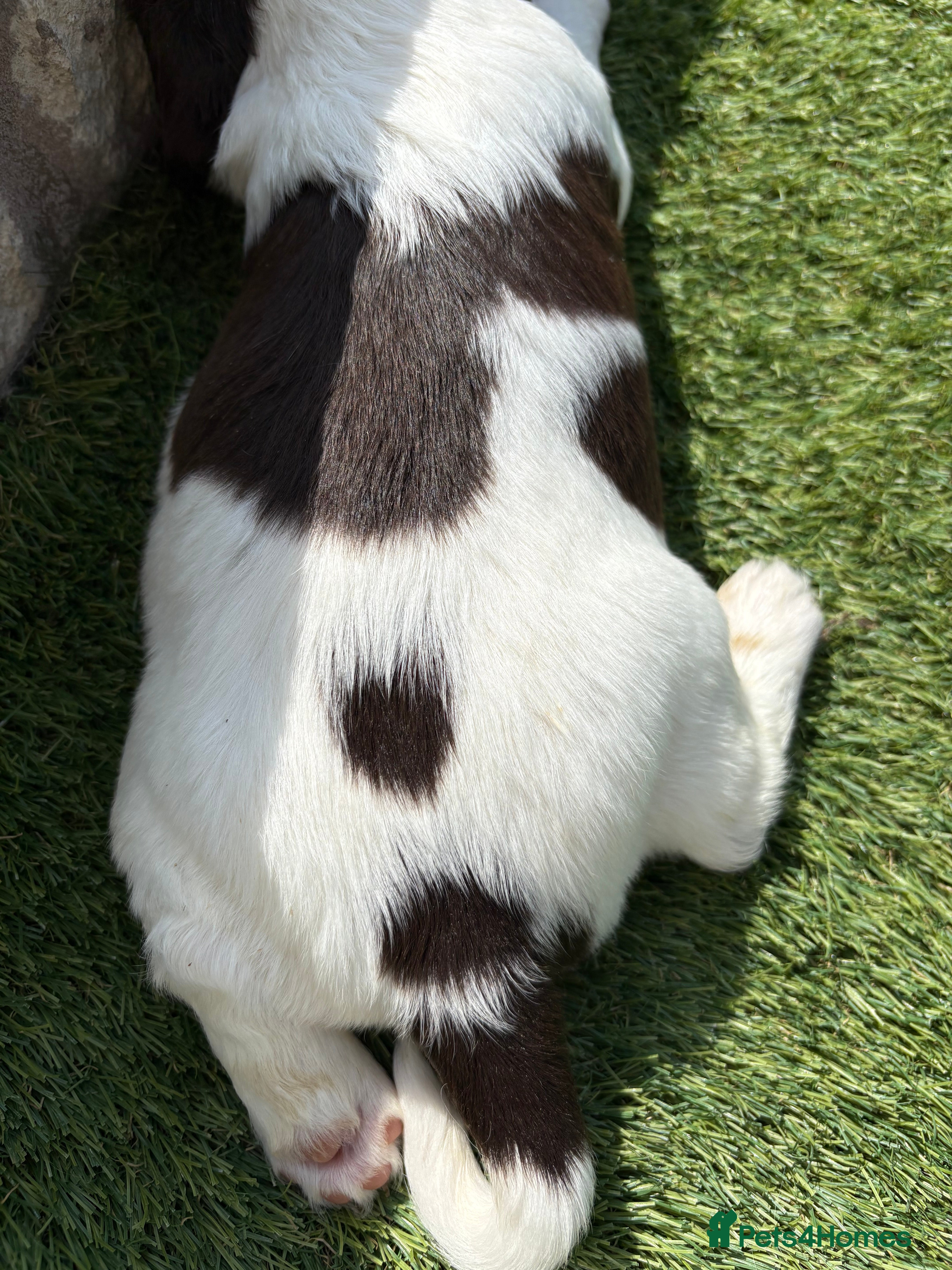 English Springer Spaniel dogs 9 beautiful springer puppies seeking forever home - Advert 2