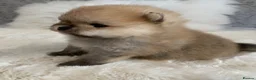 Pomeranian dogs for sale: Outstanding KC Tiny baby Poms puppies  - Advert 25