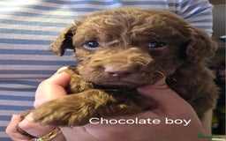 Labradoodle dogs for sale: Labradoodle multigen medium sized - Image 3