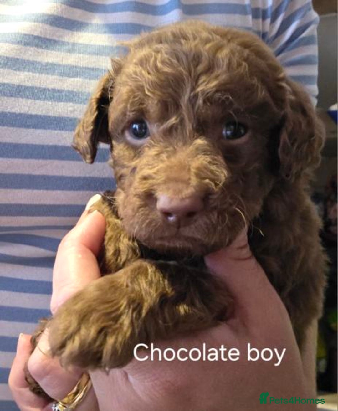 Labradoodle dogs for sale: Labradoodle multigen medium sized - Image 3