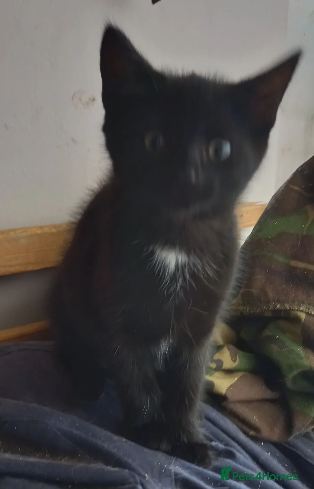 Mixed Breed cats for sale: Last female kitten for sale - Advert 1