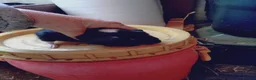 Guinea Pig rodents for sale: Males baby's and a female baby - Advert 3