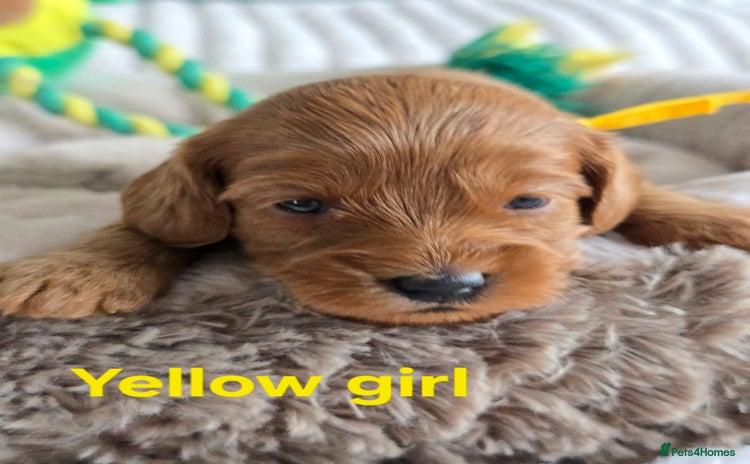 Cavapoo dogs - Advert 4