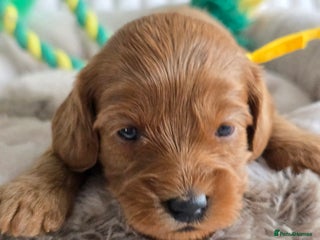 Cavapoo dogs - Advert 1