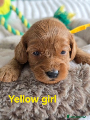 Cavapoo dogs - Advert 4