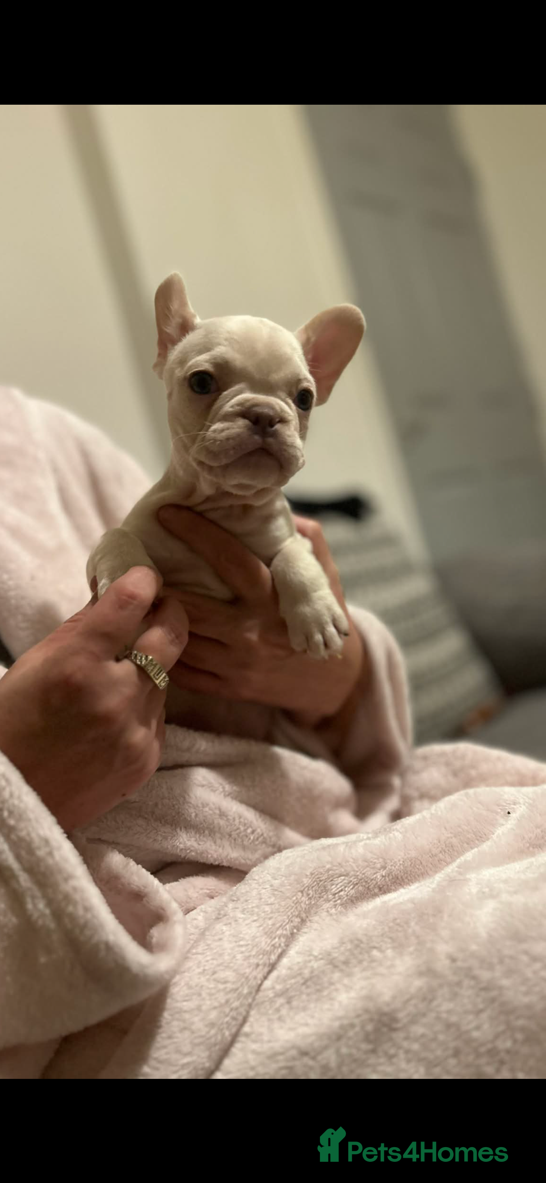 French Bulldog dogs for sale: French bulldog pups ready Now reduced‼️ - Advert 15